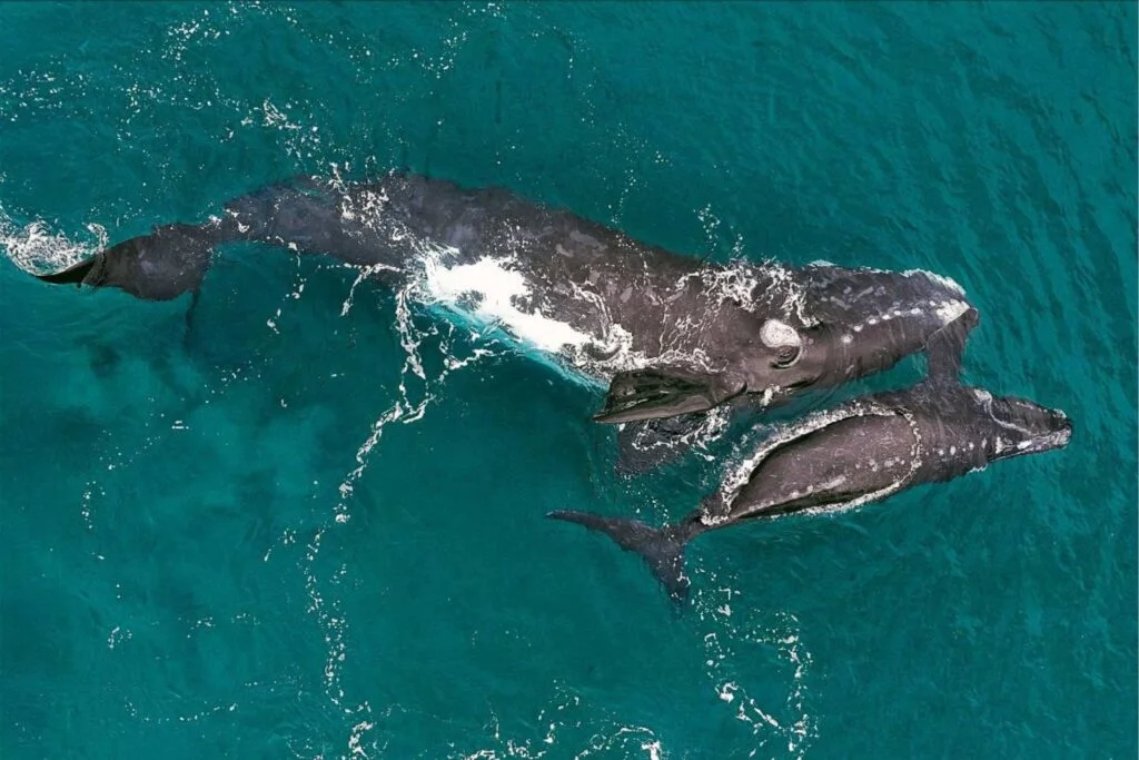 Ballena franca austral