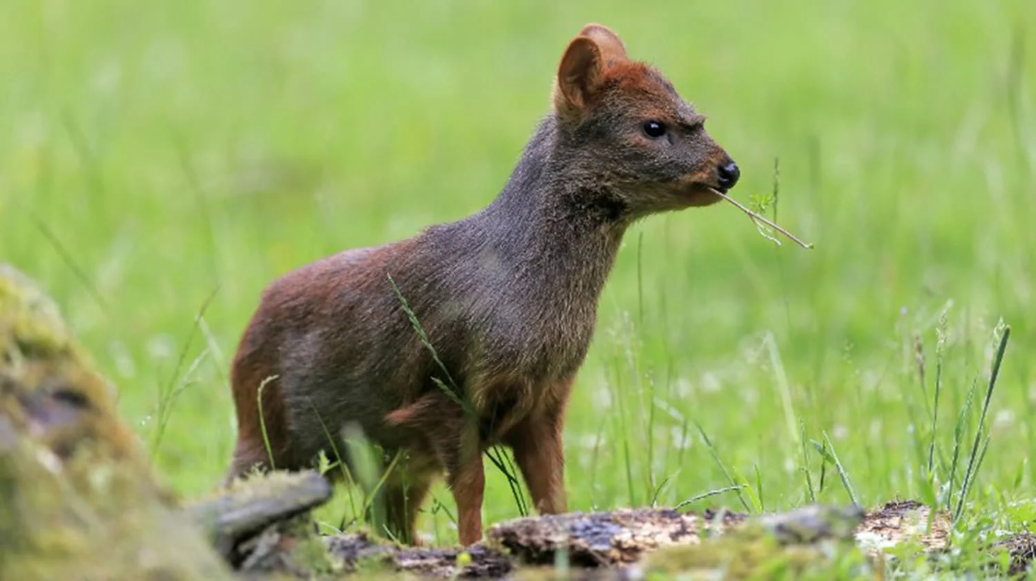 Pudú