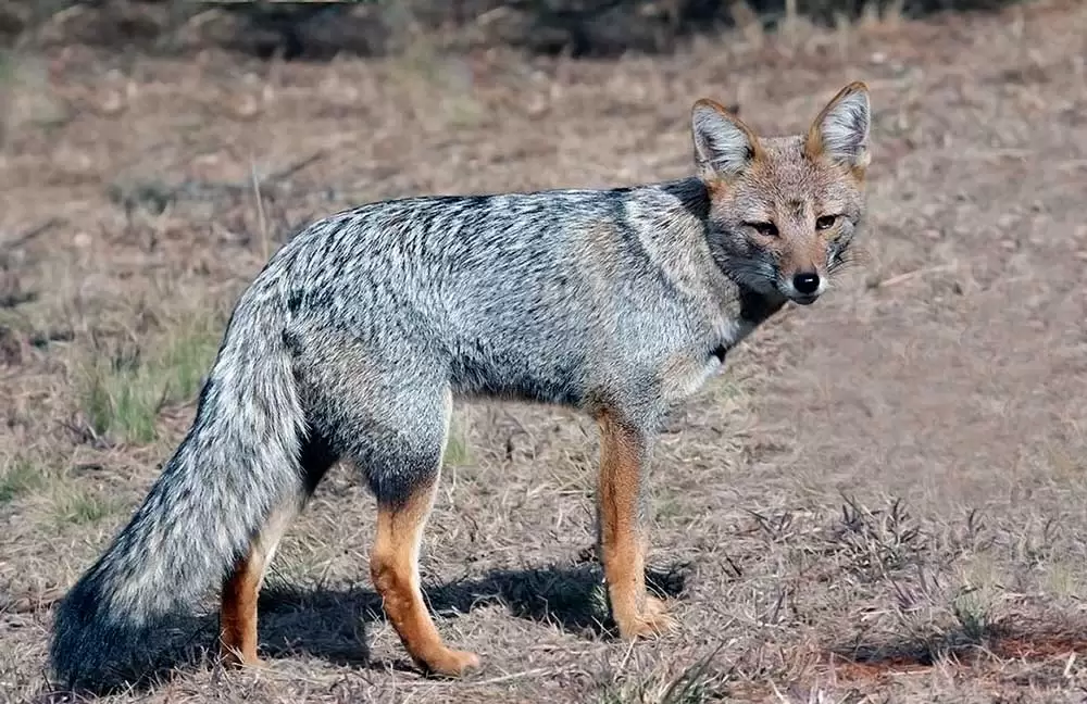 Zorro gris patagónico