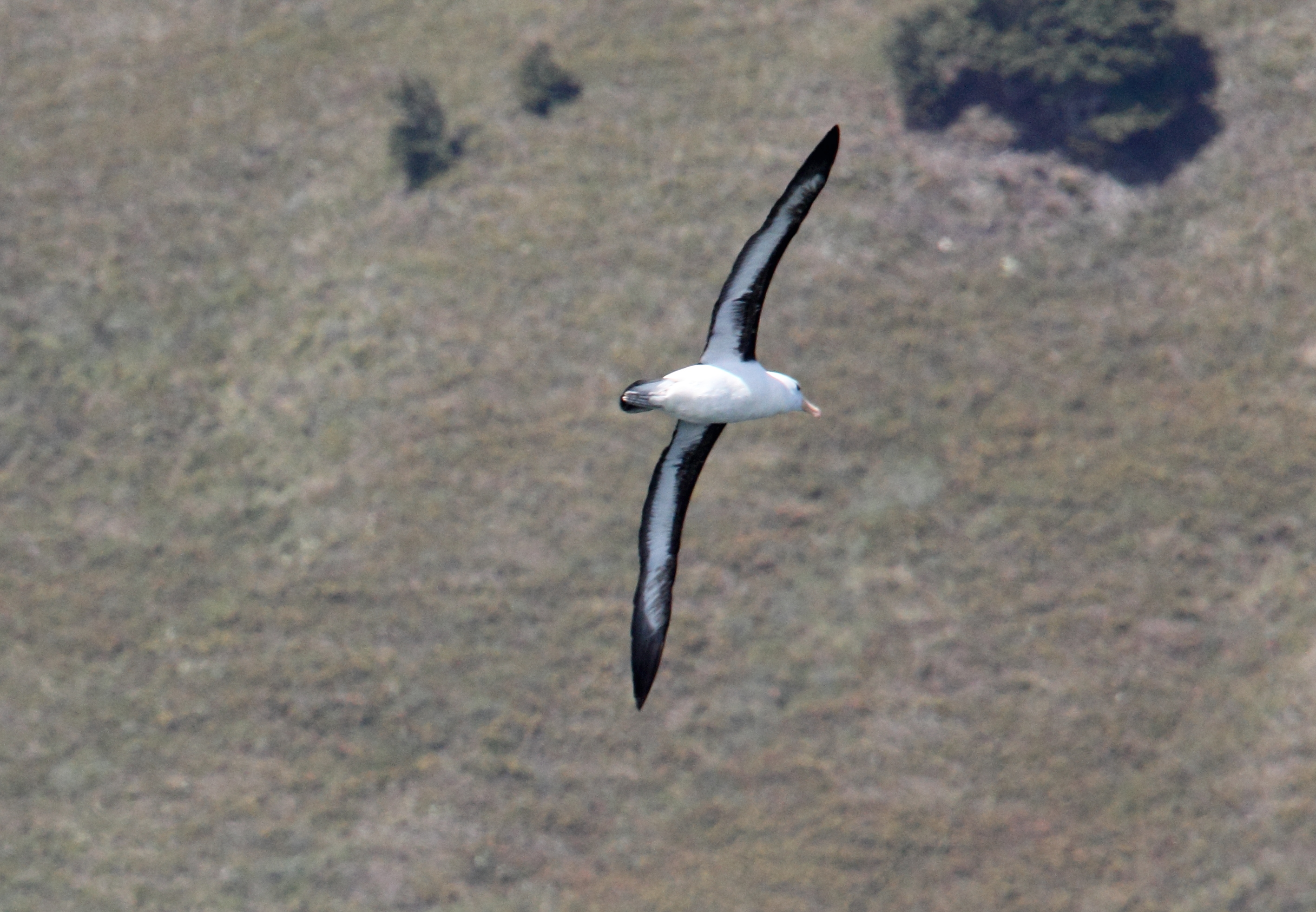 Albatros de ceja negra