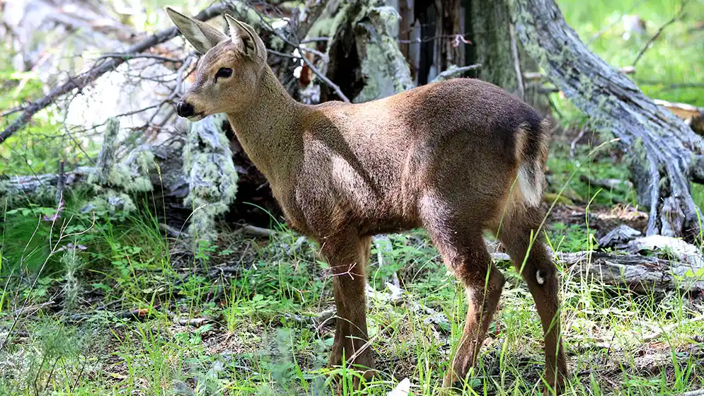 Huemul