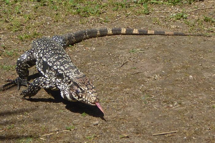 Lagarto overo