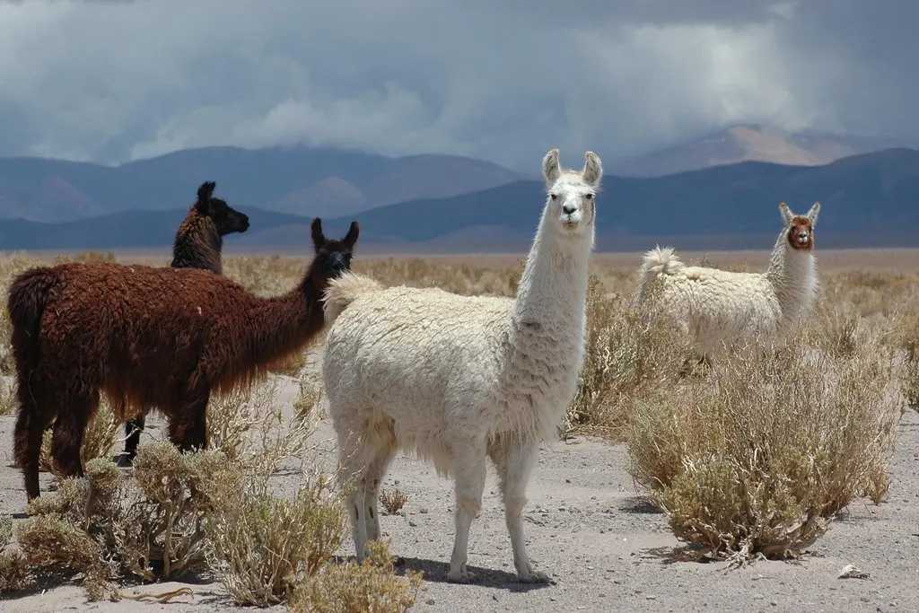Llama