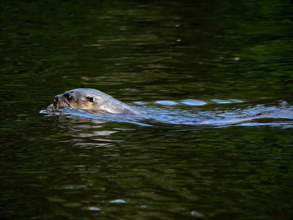 Lobito de río