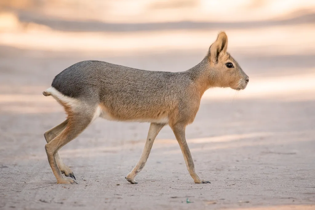 Mara patagónica