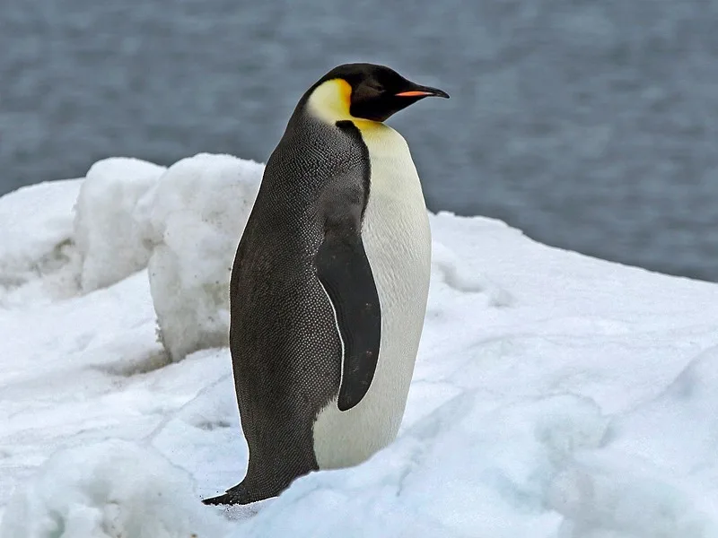 Pingüino de penacho amarillo