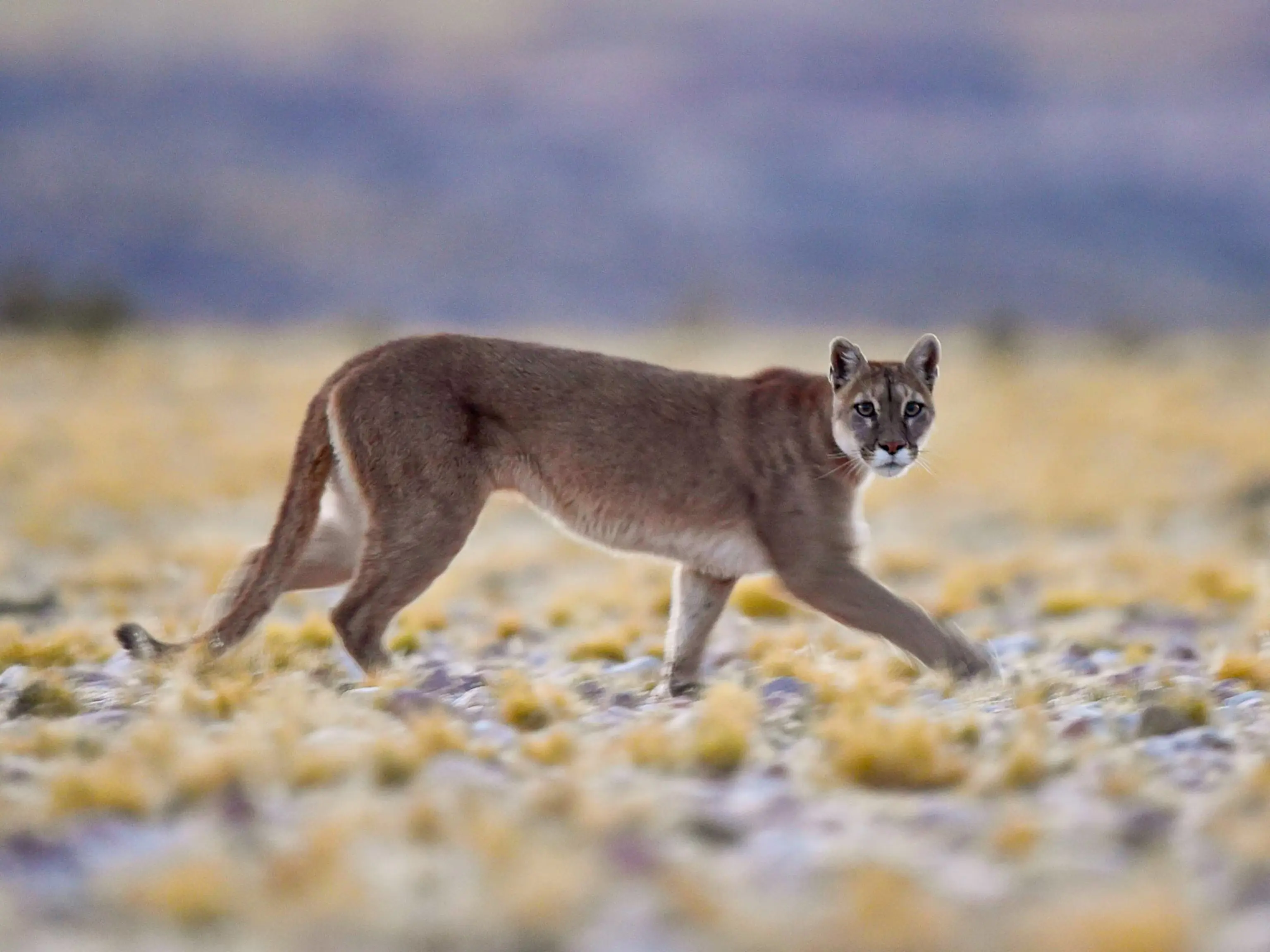 Puma
