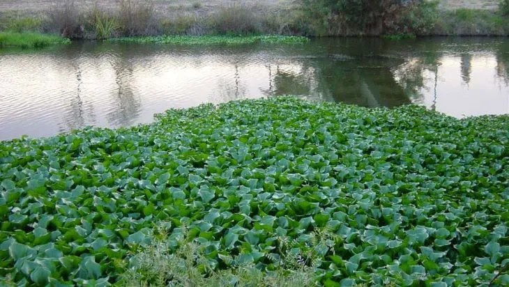 Camalote