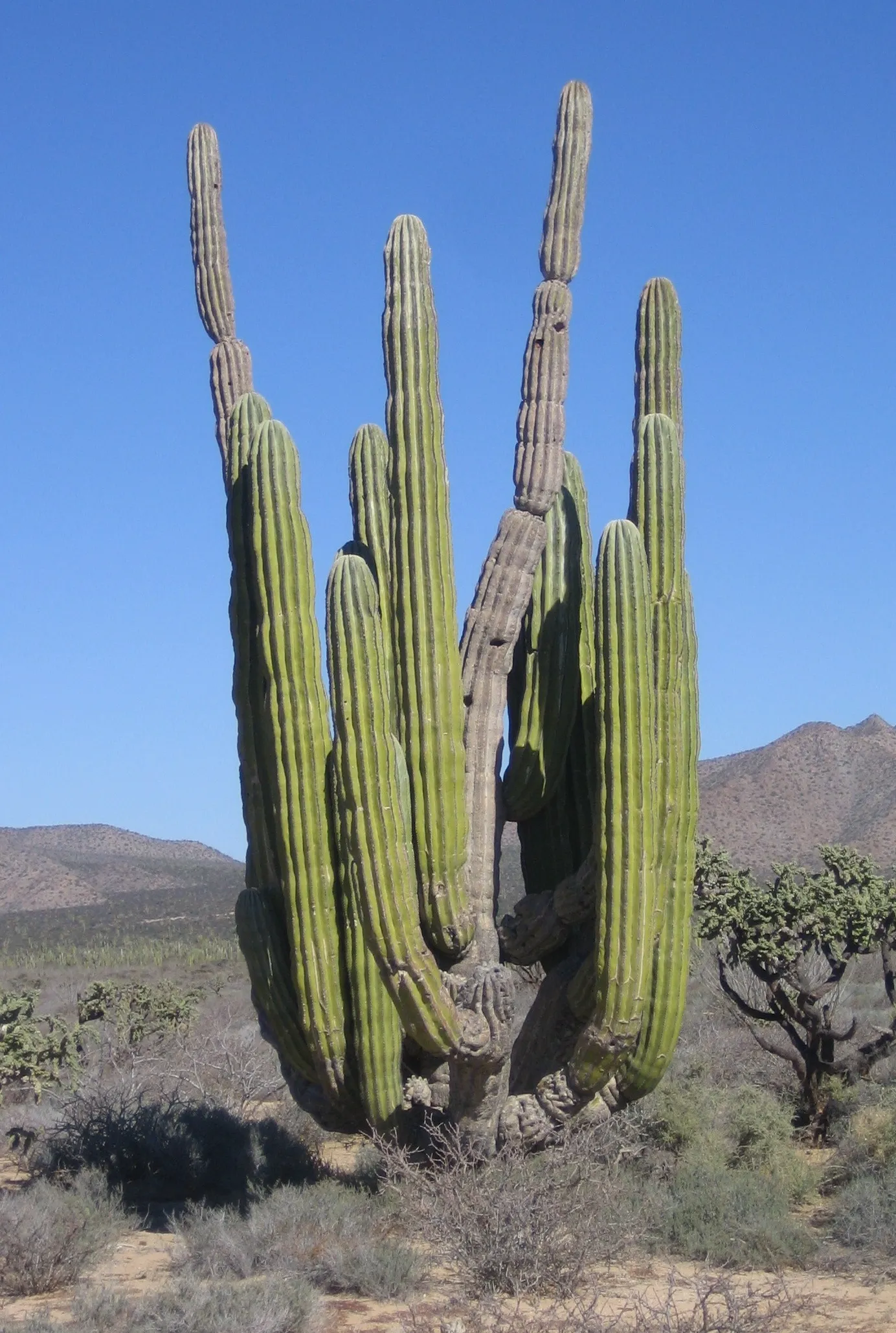 Cardón