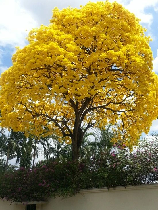 Guayacán