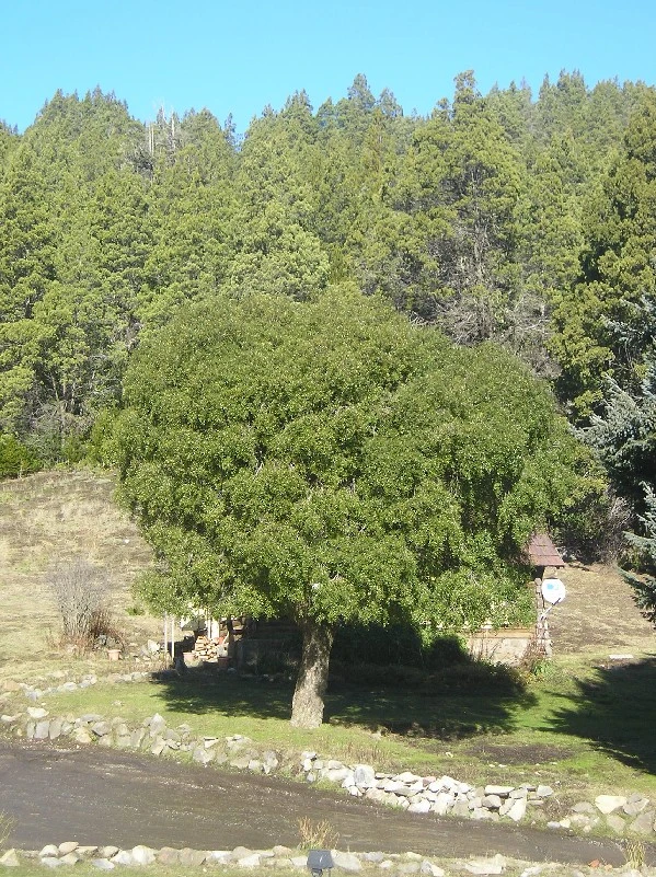 Maitén cordillerano
