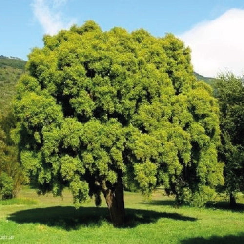 Maitén