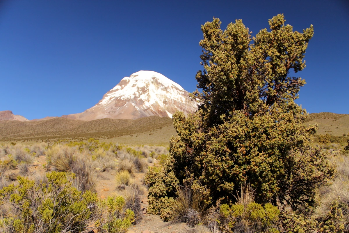 Queñoa